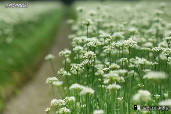【彰化。田尾】彰化也有九月紛飛雪。韭菜花海田園風光。彰化韭菜花田。賞花資訊分享