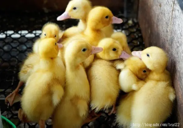 【宜蘭。旅遊】宜蘭親子旅遊、校外參觀最佳景點--宜蘭甲鳥園