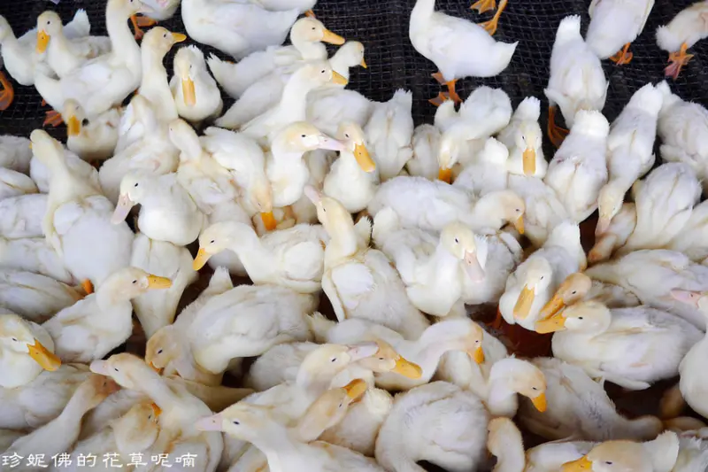 【宜蘭-礁溪鄉】甲鳥園 複合式養鴨農場｜戲水、餵鴨