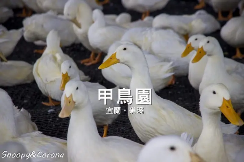【玩樂．宜蘭】礁溪景點／甲鳥園～五星級清水模鴨舍，餵食鴨鴨、馬賽克DIY、還有好吃鴨蛋糕