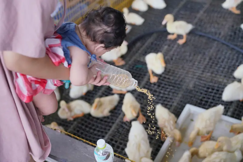 【宜蘭親子景點】礁溪甲鳥園｜甲鳥園｜親子生態遊｜餵鴨｜門票抵消費｜
