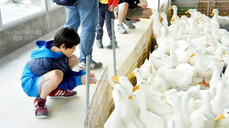 ❤宜蘭親子景點~不臭臭的五星級鴨舍【礁溪甲鳥園】門票全額抵消費/餵鴨鴨超好玩/親子DIY/櫻桃鴨簡餐~清水模丫丫的家