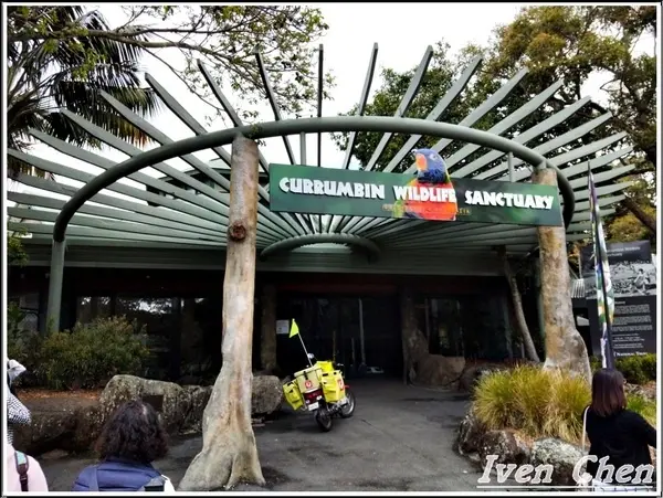 《澳洲景點》2​018.9月澳洲之旅第三部曲\與無尾熊有約在「庫倫濱澳式生態園區-Currumbin Wildlife Sanctuary」