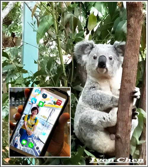 《行動SIM卡租借》網路暢通分享無國界\生活隨興不牽掛\暢遊澳洲即時分享找『WiFiMay行動分享』就對了 