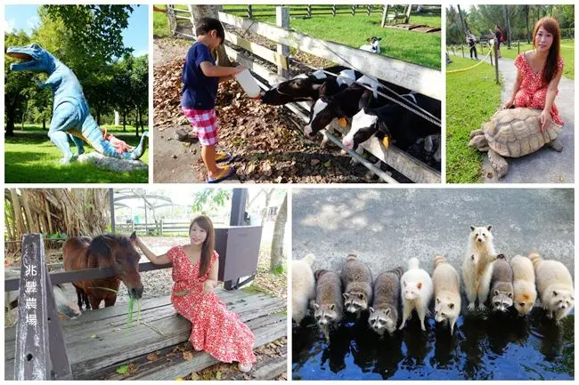 花蓮親子景點 ▶ 兆豐農場 ▶ 超萌浣熊、餵小牛喝ㄋㄟㄋ ㄟ 與小動物們近距離接觸 #親子同遊 #門票資訊 #林榮新光站