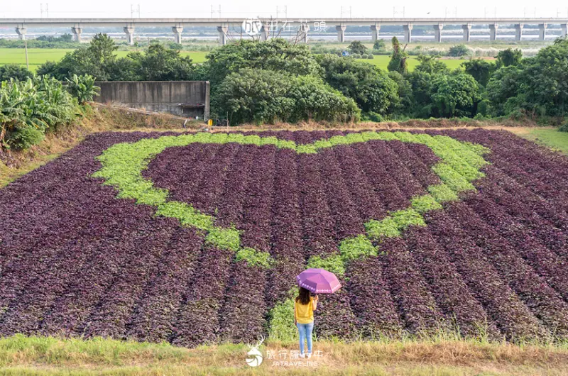 田在芯頭愛心田