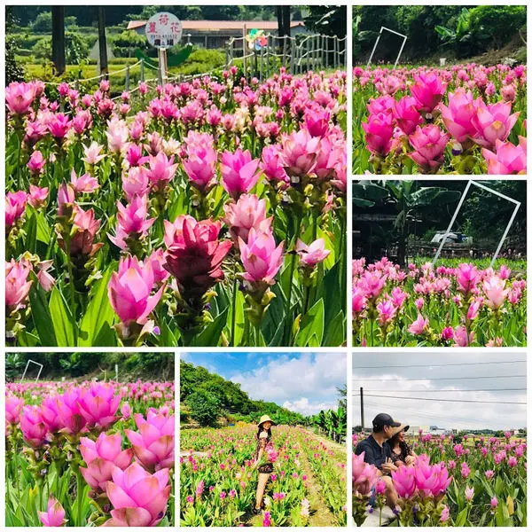 外埔薑荷花農場│台中唯美夢幻粉紅花海│我在外埔遇見超美薑荷花海│私密景點高鐵景觀台│最新花況2019/6/29