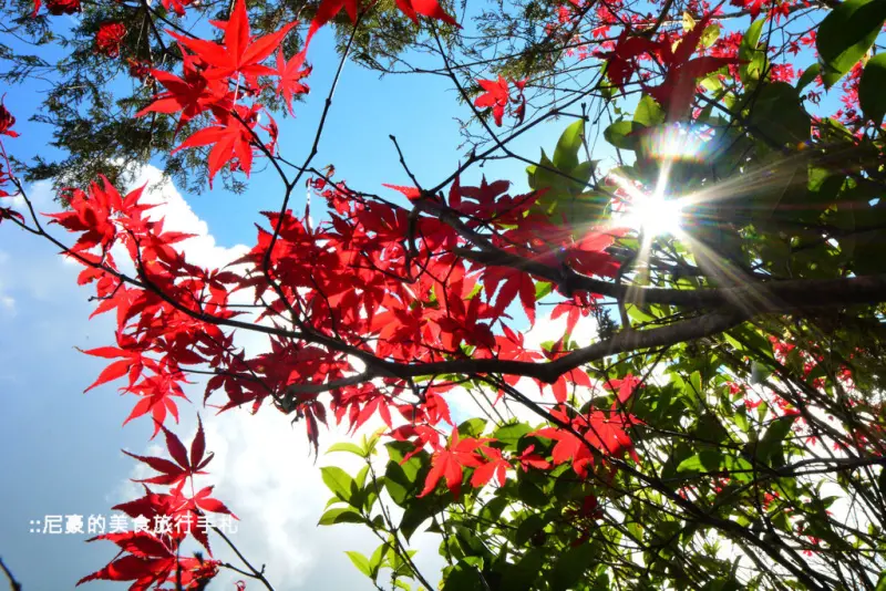 [宜蘭大同] 太平山國家森林遊樂區一日遊  高山湖泊翠峰湖  抓住楓紅的尾巴 宜蘭景點推薦遊記