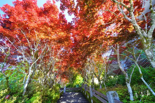 【宜蘭】太平山紫葉槭，火紅熱情迎賓，披著神秘面紗的翠峰湖