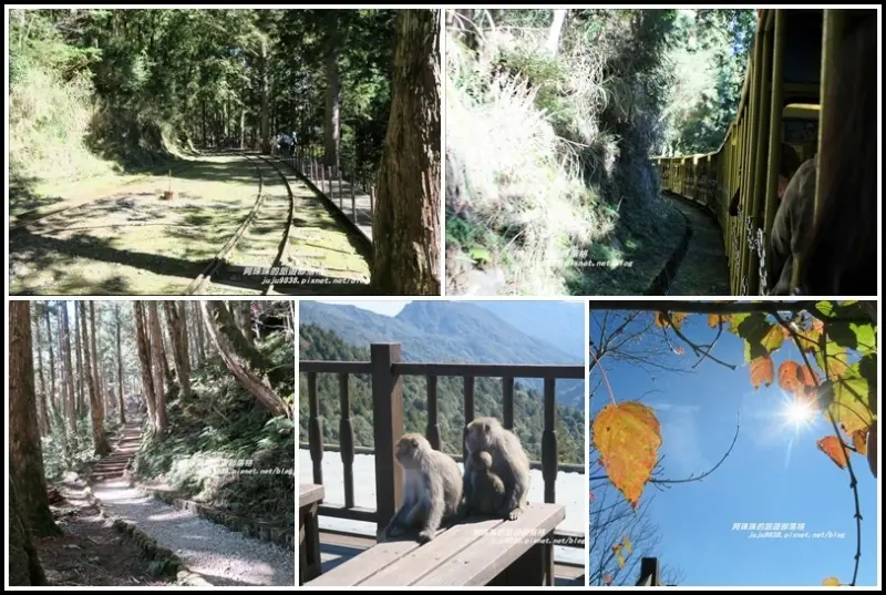 宜蘭。太平山茂興懷舊步道蹦蹦車穿梭伐木歲月的時光軌道