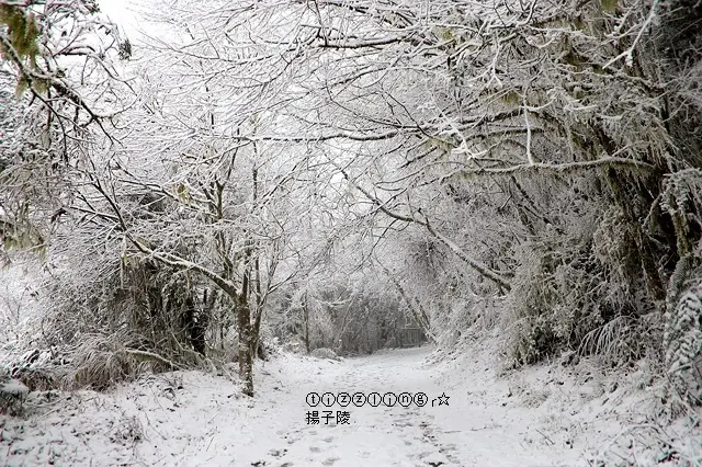那一年宜蘭太平山下雪｜見晴懷古步道｜思源啞口，一起漫步在銀白世界追雪趣～