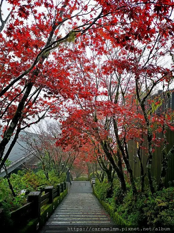 【宜蘭大同】太平山兩日遊 鳩之澤溫泉 夜宿太平山莊 蹦蹦車小火車 茂興車站 上下環步道 原始林森林步道 宜蘭景點 宜蘭太平山