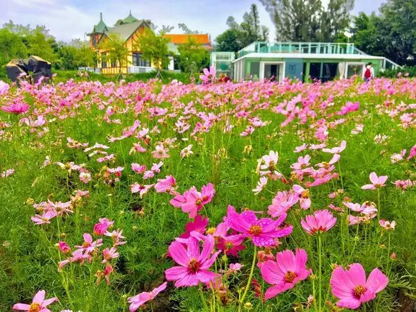 台北美拍新景點【北美館波斯菊花海】季節限定坐鞦韆欣賞花海/給自己一個浪漫的預許之地/展期只到12/2要保握機會前往(2018/10/13最新花況)