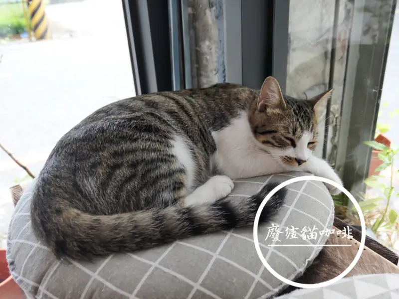 FOOD｜花蓮市區—廢墟貓廚房｜粗獷中帶著慵懶的貓咪咖啡廳｜美崙、濱海公園、花蓮高中