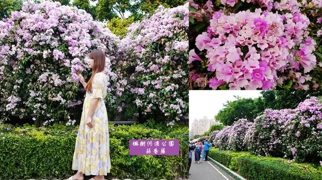 2020泰山蒜香藤秘境 ▶ 楓樹河濱公園 ▶ 10/28最新花況! 浪漫紫粉色花海牆 把握最後賞花時間 新北賞花景點!