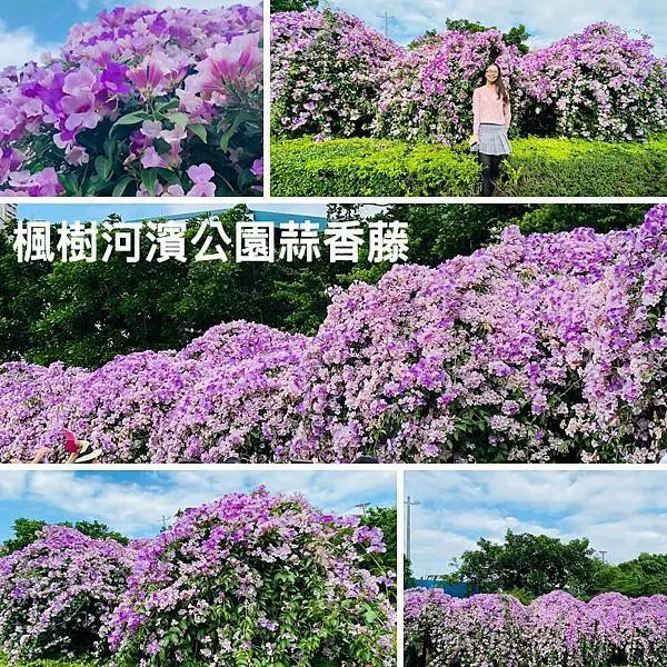 新北超夯賞花景點|楓樹河濱公園蒜香藤爆滿開|紫色花海瀑布|夢幻蒜香藤花季浪漫登場(2020/10/27最新花況分享)