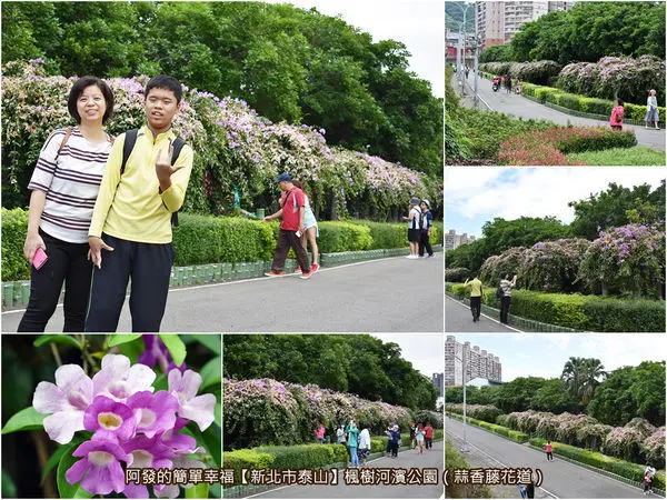 ﹝新北市泰山遊記﹞楓樹河濱公園　新北賞花秘境，紫色浪漫風情花海，互相思念的〝蒜香藤花道〞（11/03花況）　／新北免費賞花景點／泰山景點／泰山秘境