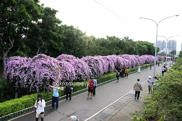 2020新北泰山，楓樹河濱公園蒜香藤花開｜季節限定紫色花海瀑布～