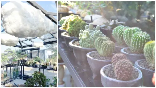 棉花糖雲朵圍繞的多肉植物環境，引進自然光線，享受愜意時光~