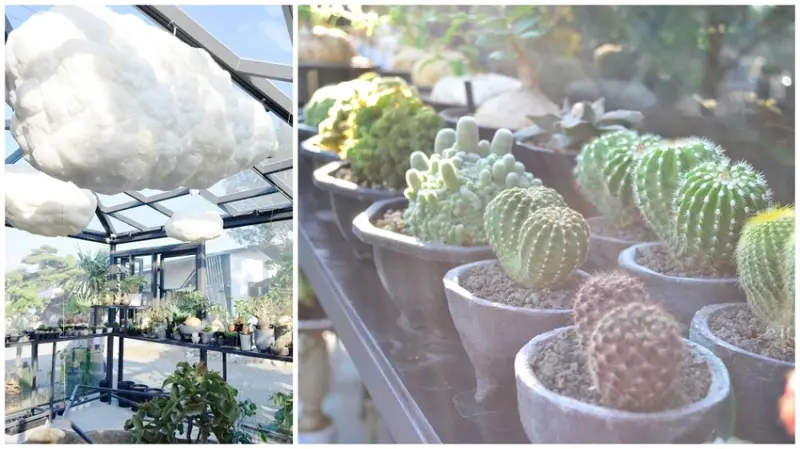 棉花糖雲朵圍繞的多肉植物環境，引進自然光線，享受愜意時光~