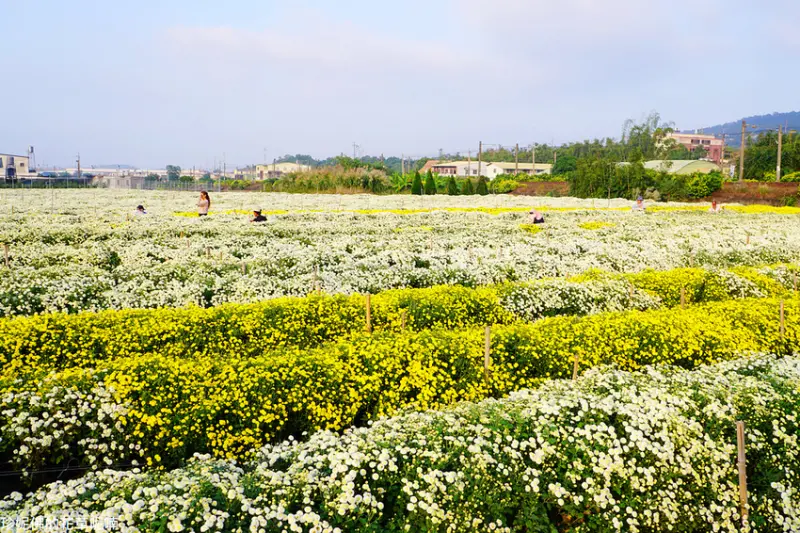 【苗栗-銅鑼鄉】2018苗栗銅鑼杭菊芋頭節「菊祥如芋」