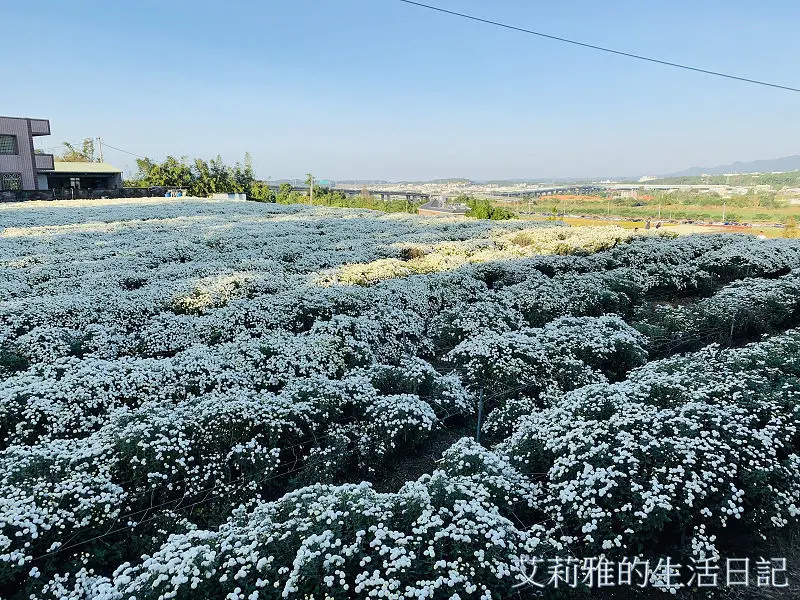 苗栗銅鑼杭菊芋頭節｜11月雪繽紛綻放｜如雪般怎麼拍都美