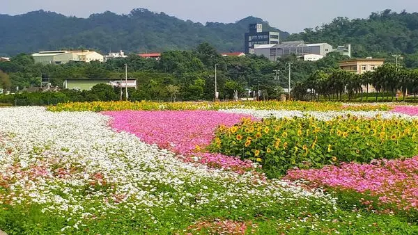 【大溪月眉花海】2018桃園花彩節搶先看/粉紅浪漫波斯菊花海爆開中/溪手來七桃吃美食(2018/11/11最新花況)