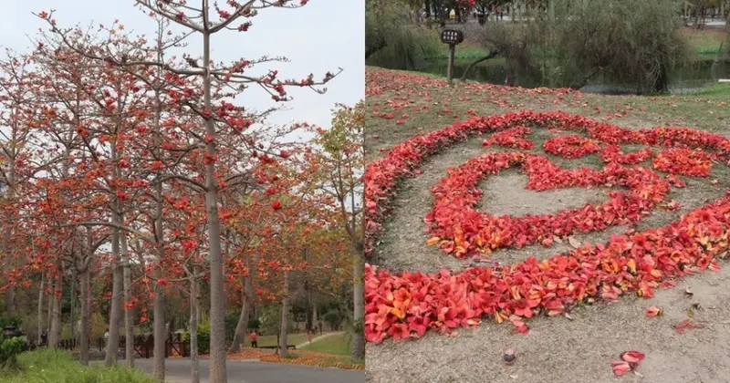 台南市區也有木棉花道秘境  還是南部唯一平地櫻花公園