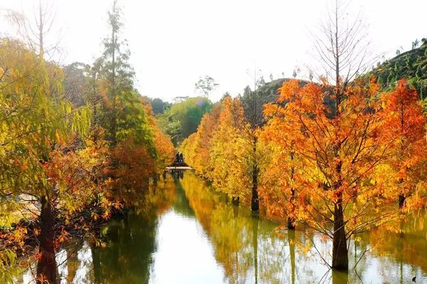 [遊。苗栗]彷彿國外風景明信片般美不勝收 - 三灣．落羽松秘境(台3線101K處)