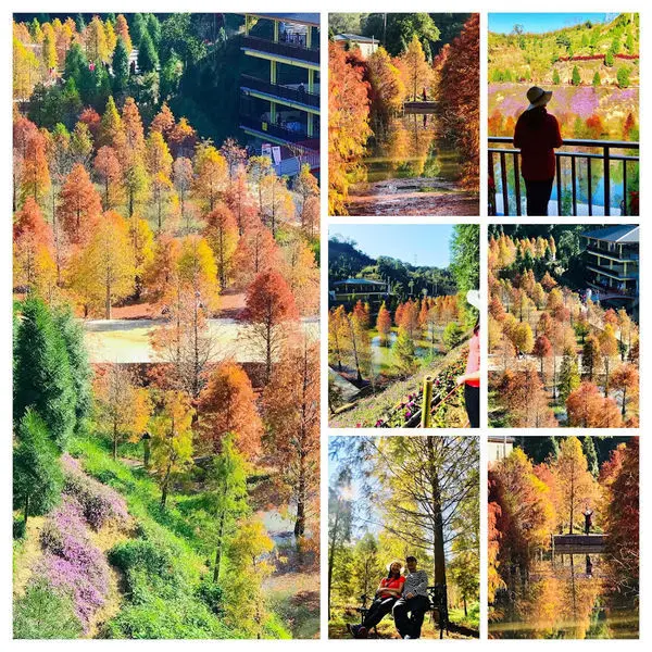 2020三灣落羽松秘境│超美超夢幻落羽松水漾森林│落羽松莊園│新增三層樓觀景台、馬纓丹、景觀步道│苗栗超夯景點推薦