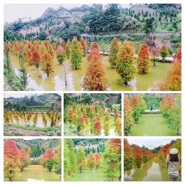 【三灣落羽松秘境】浪漫台三線101K隱藏版賞松步道/一個不像秘境的秘境/絕美水漾落羽松步道