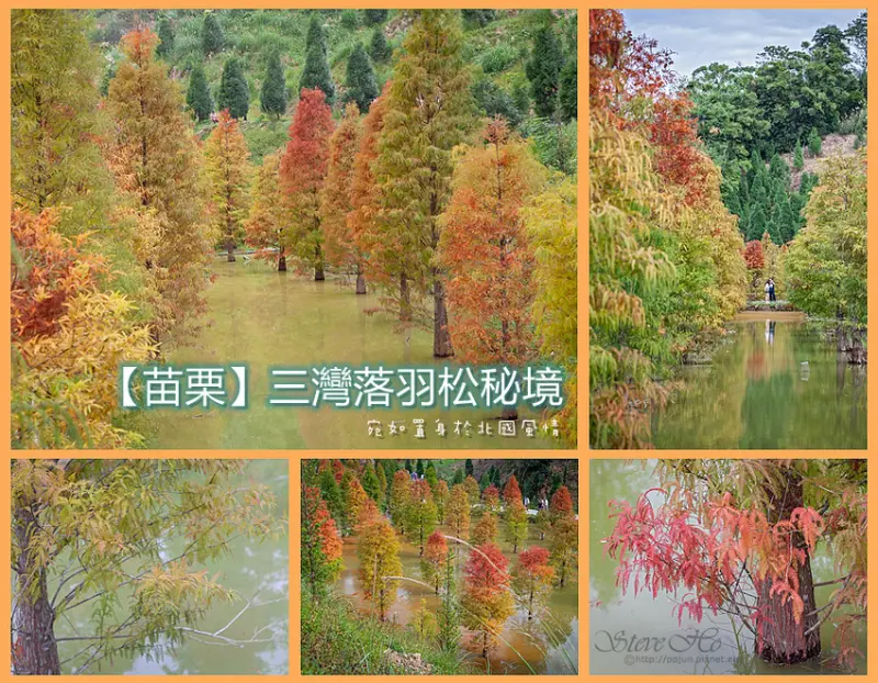 【苗栗】三灣落羽松秘境．宛如置身於北國風情