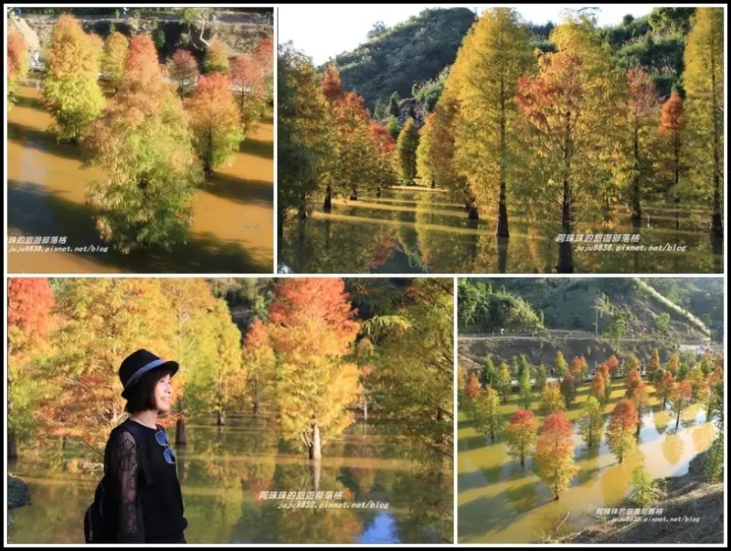 苗栗。三灣水漾落羽松夢幻森林祕境