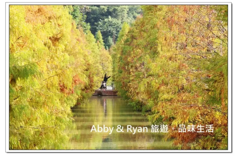 【苗栗三灣落羽松】三灣落羽松秘境莊園～水上落羽松拍起來超唯美！免費入園/交通管制/注意事項