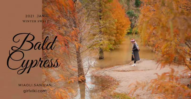 三灣落羽松莊園秘境2021。交通路線、時間、停車懶人包｜苗栗水漾落羽松