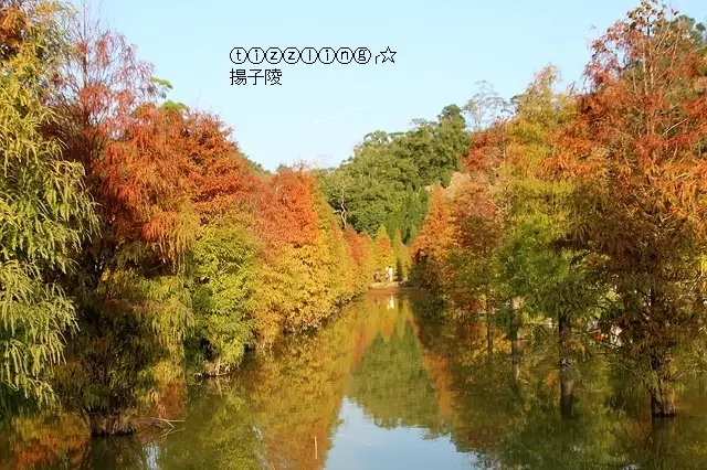 當祕境不再是祕境的時候，苗栗三灣落羽松&南庄雲水度假森林，首次夜拍落羽松～