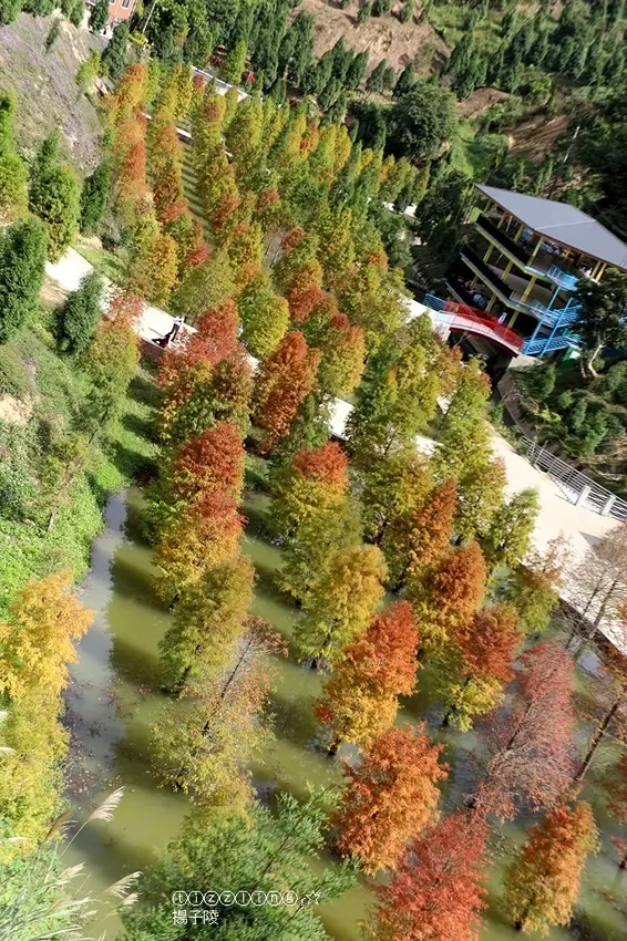 當秘境不在是秘境時，2019苗栗三灣落羽松，預計12月最美～