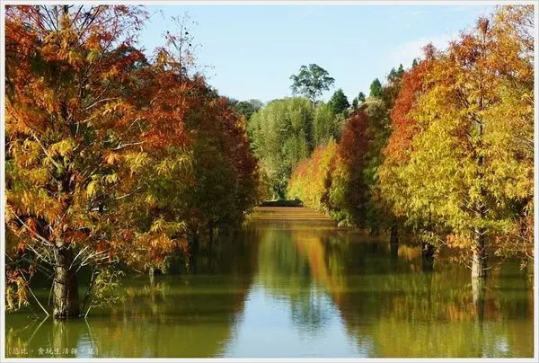 [苗栗|秘境已不是秘境。三灣落羽松]