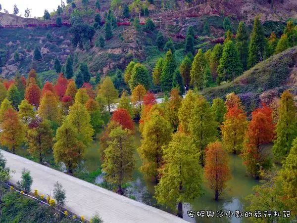 【苗栗落羽松】苗栗三灣落羽松  台3線上爆紅秘境  秋冬的焦糖紅