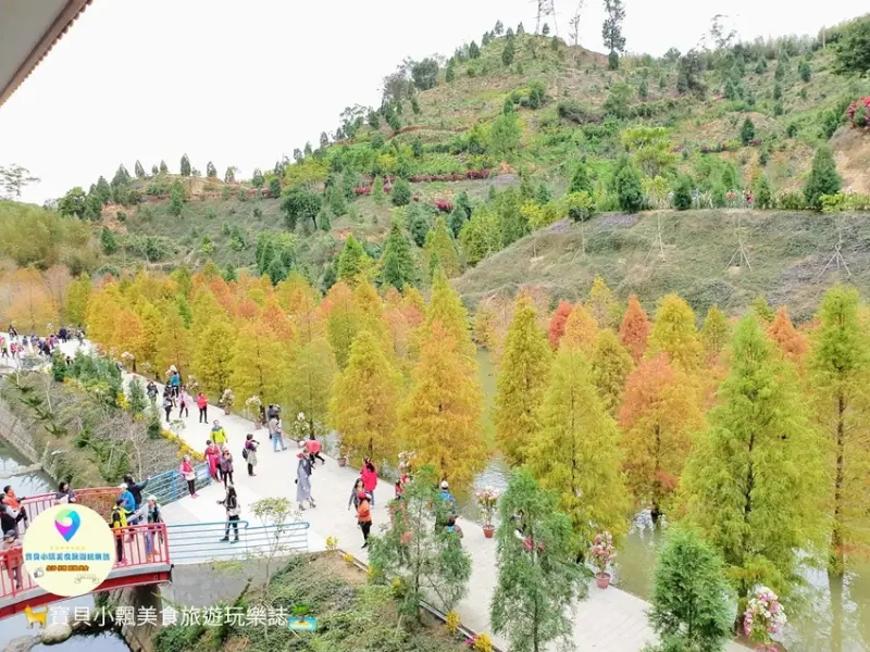 [遊]苗栗 欣賞美麗落羽松 來苗栗就對了 台三線101K 三灣落羽松