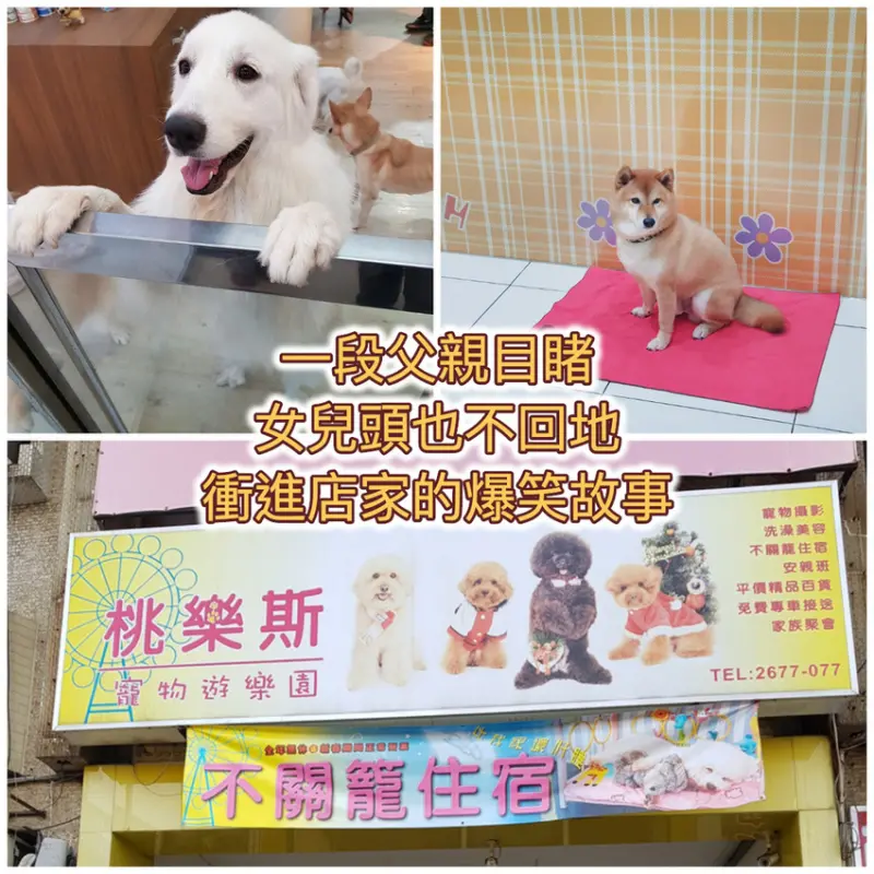 【台南寵物】桃樂絲  寵物遊樂園 ｜ 這是一家  寵物會急著衝進去玩  的寵物館 ｜