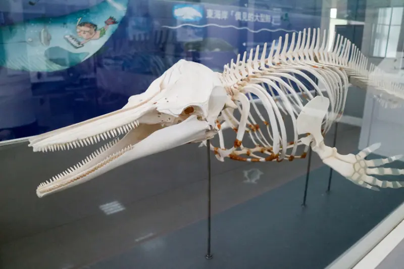 2018 東海岸旗魚季暨臍橙節 成功海洋環境教室 東海岸漁村風情