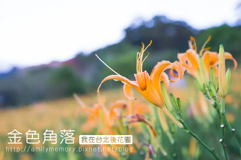 ╠三芝花海╣我在台北後花園-巴拉卡公路遇見金針花海