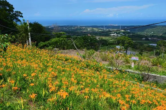 免到花東！大台北遇見迷你版金針花海~~三芝．巴拉卡公路