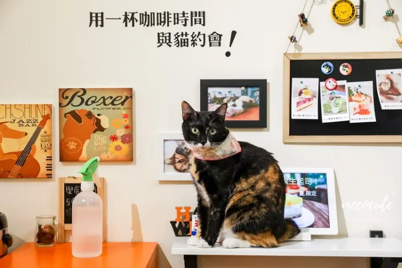 三重,三重咖啡廳,三重咖啡館,三重美食,三重餐廳,咖啡館,新北市咖啡館,有貓的咖啡館,餓貓,餓貓等一下,餓貓菜單 @陳小可的吃喝玩樂