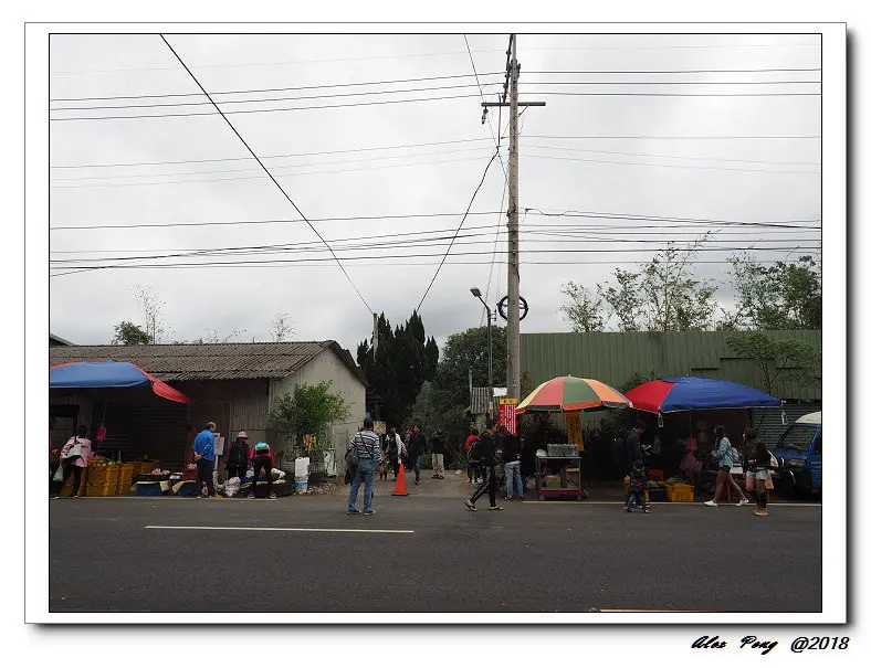 苗栗縣-三灣鄉-台三線101K落羽松秘境+三灣鵝肉