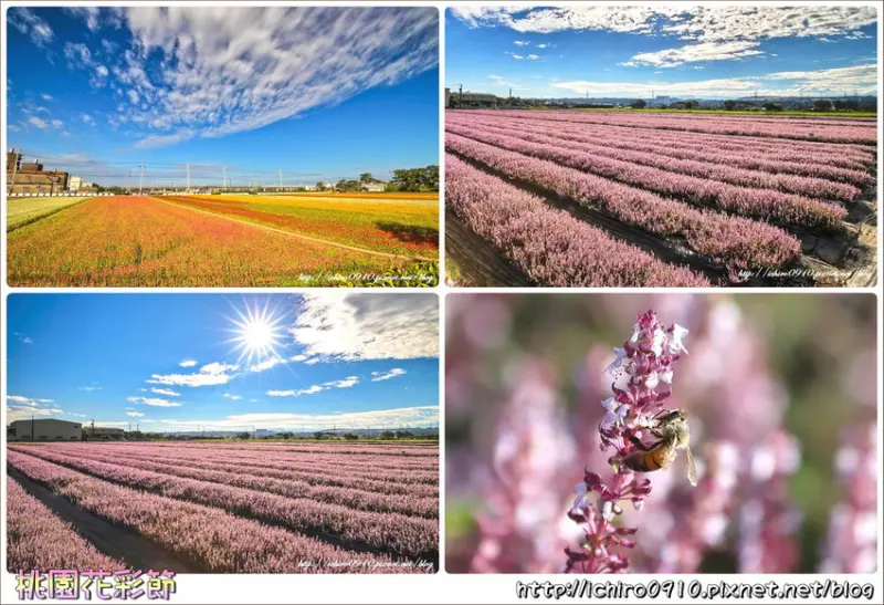 [賞花]【桃園市楊梅區】2018桃園花彩節。楊梅展區‧紫色浪漫仙草花花海│台版‧普羅旺斯之美│IG.FB熱門打卡景點│交通/火車/公車/地圖/GPS座標