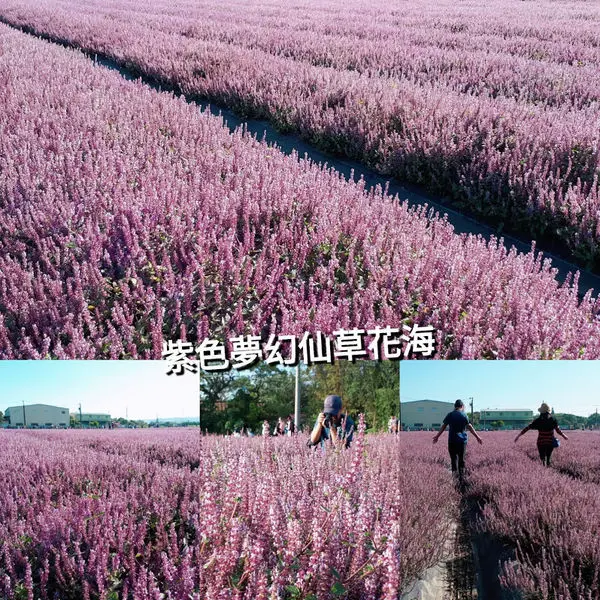 【楊梅仙草×平鎮向日葵花海】2018桃園花彩節最精彩的楊梅平鎮場/感受一場無比溫馨戶外餐桌割稻飯