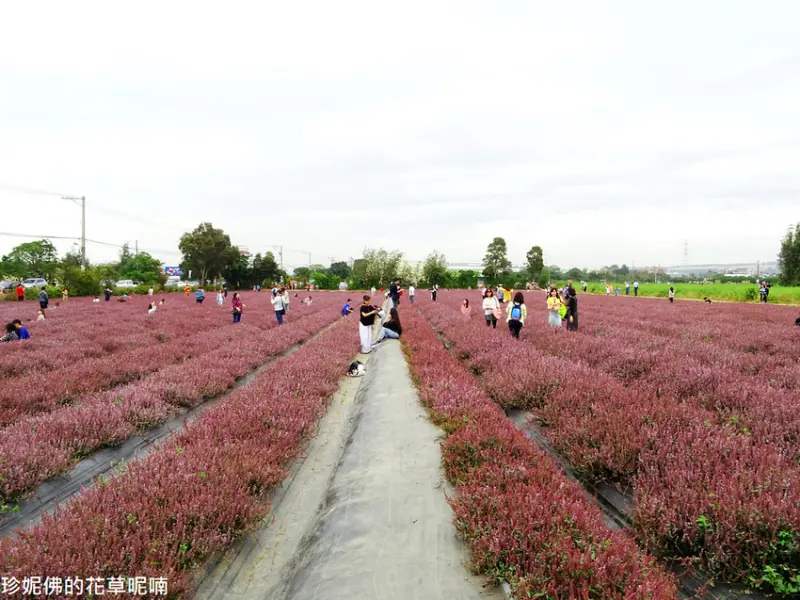 【桃園-楊梅區】2018桃園花彩節「紫愛楊梅 幸福相惜」12/1-12/9