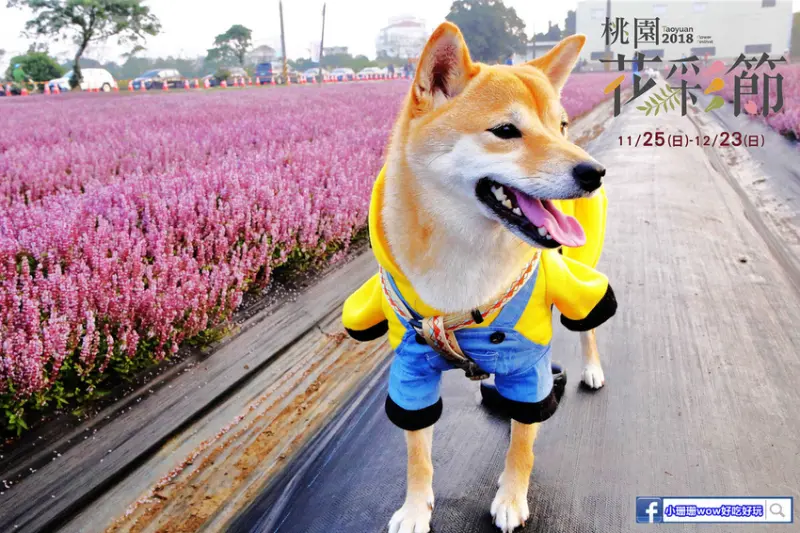 【2018桃園花彩節】楊梅+龍潭尋花趣〜2018IG打卡、情侶約會新景點！浪漫紫色仙草花海，不用出國免費讓你拍個夠！